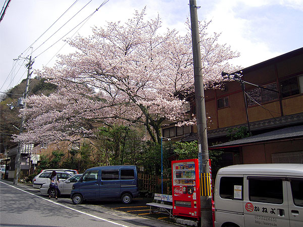 かねよの駐車場の桜が満開